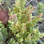 Anthocyanins