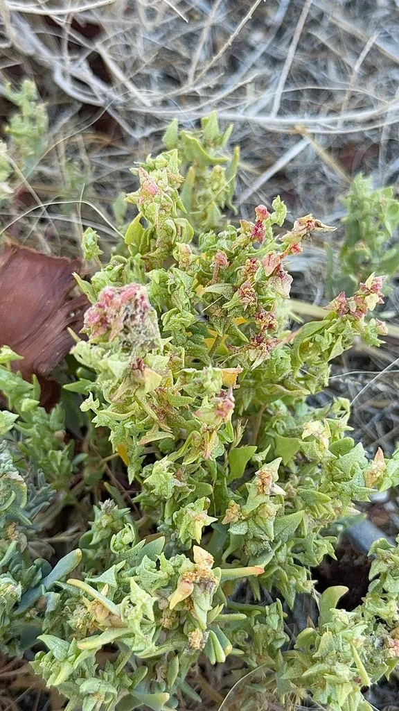 Anthocyanins
