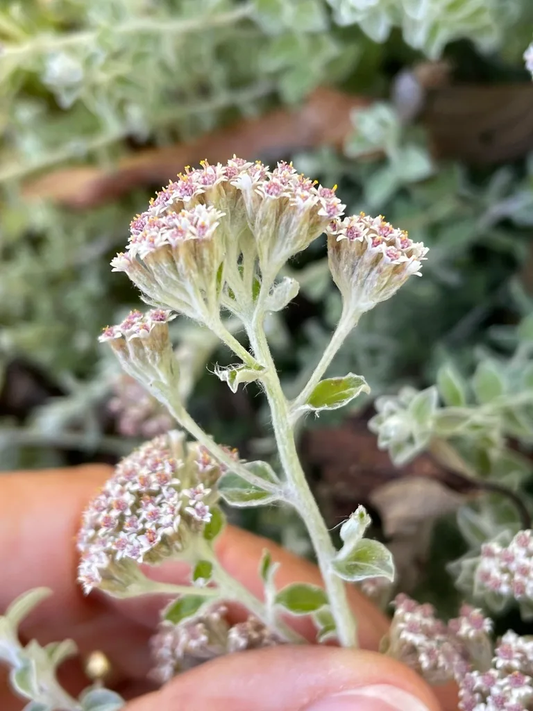 Artichoke Leaves