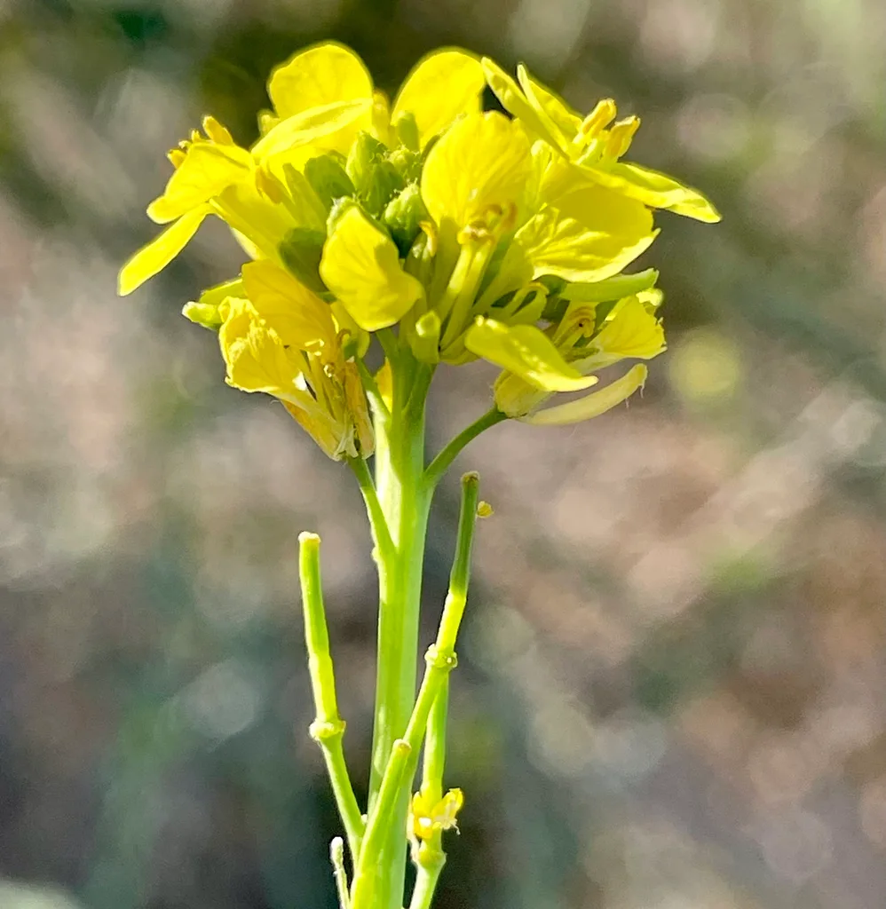 Capers