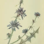 Chicory plant overview