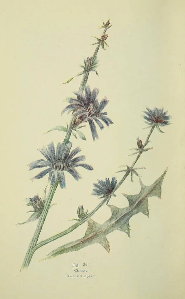 Chicory plant overview