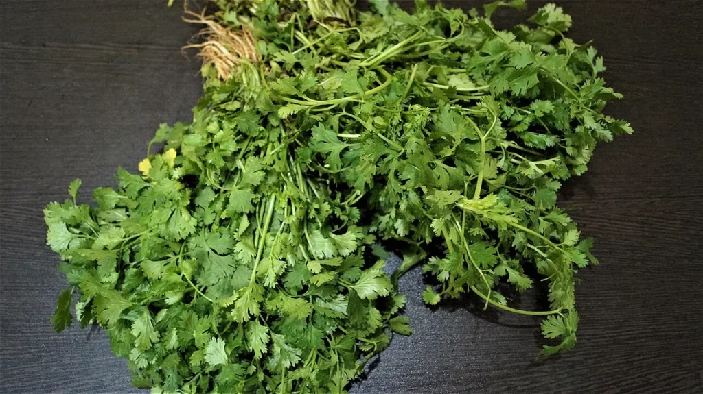 Coriander Herb