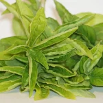 fresh basil leaves