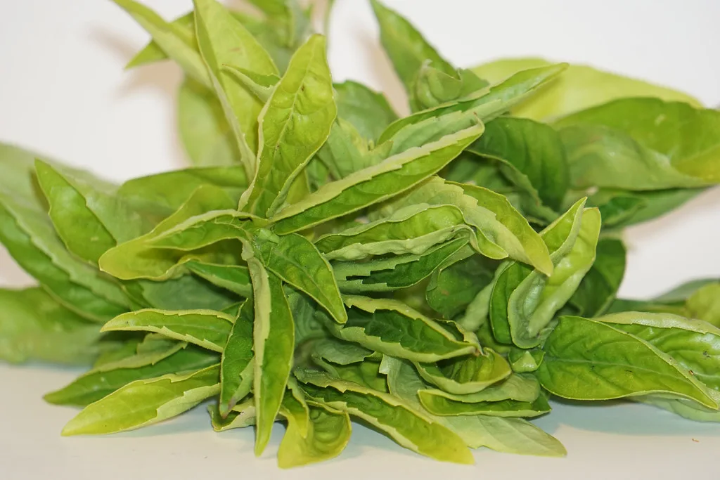 fresh basil leaves