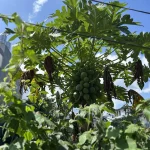 green papaya unripe
