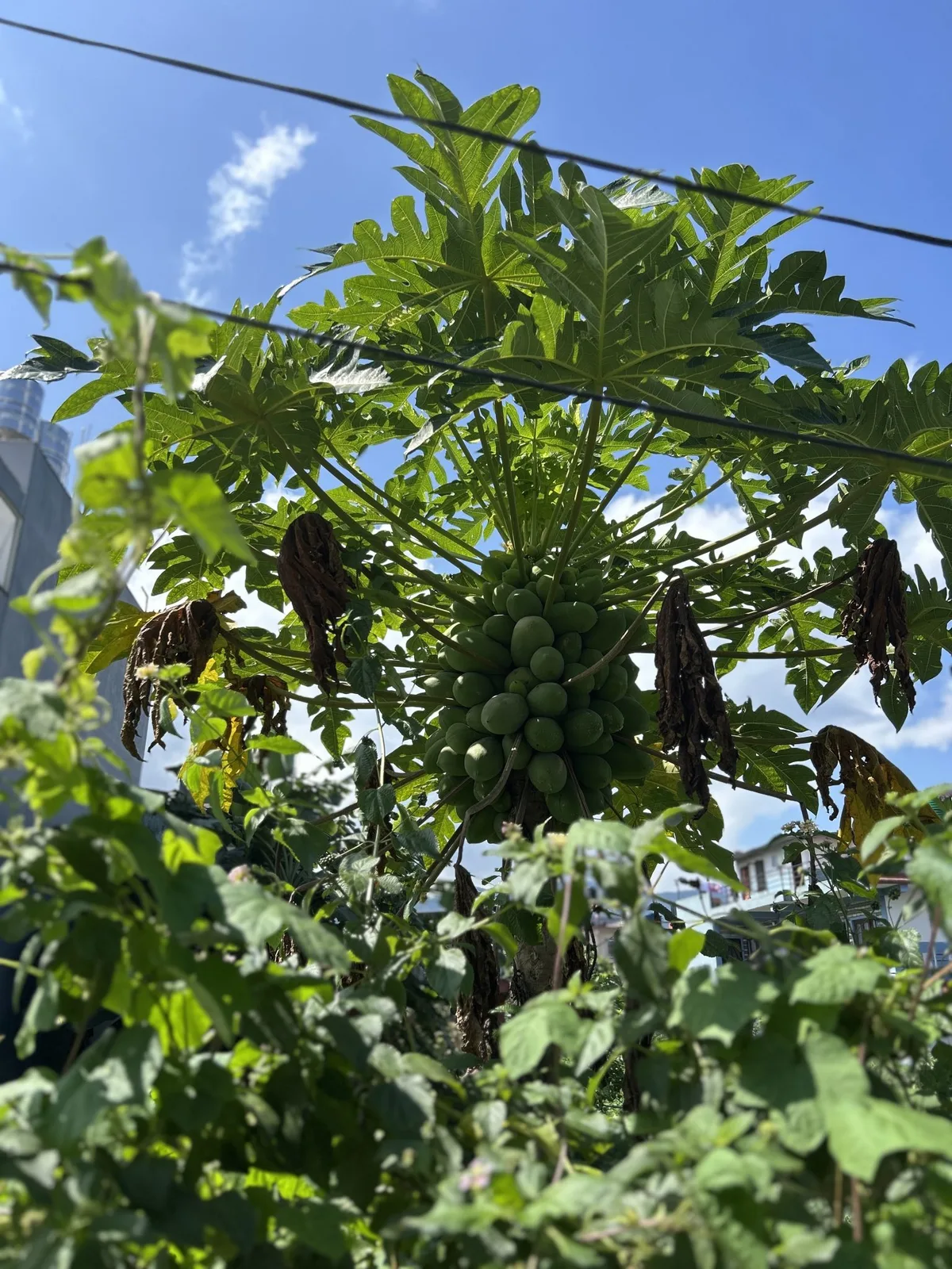 green papaya unripe