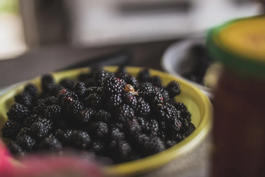 how to freeze fresh blackberries