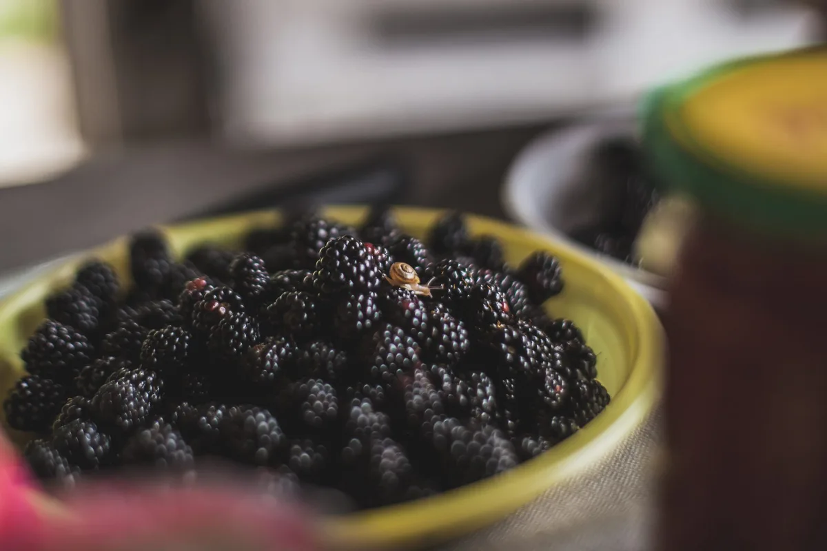 how to freeze fresh blackberries