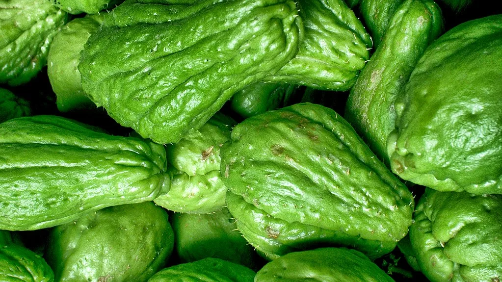 how to grow cucumbers
