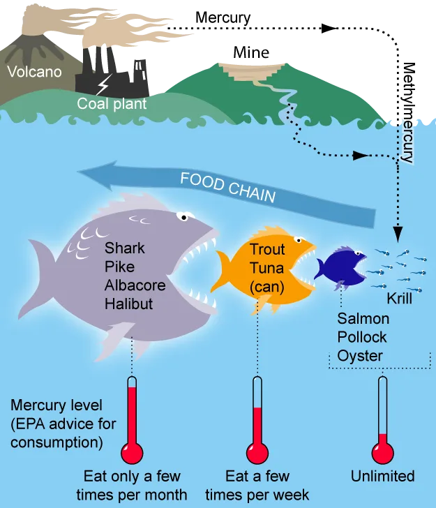 mercury risks